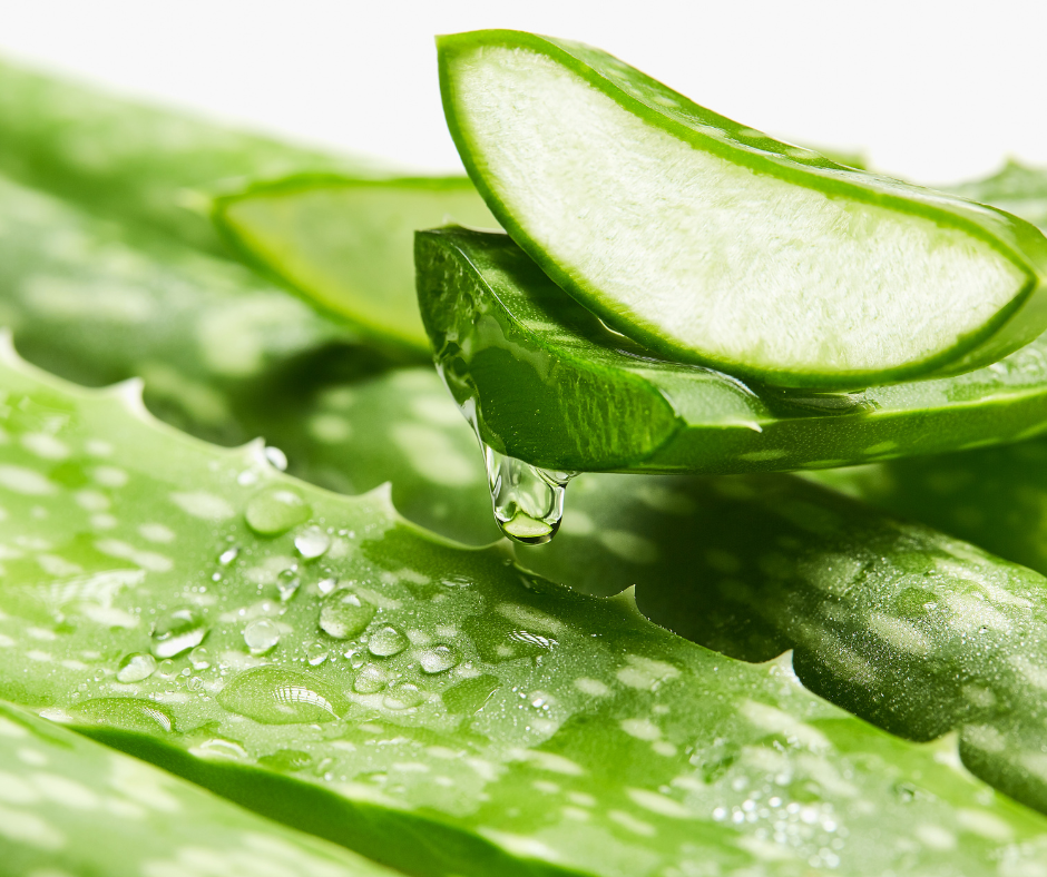 aloe vera closeup shot